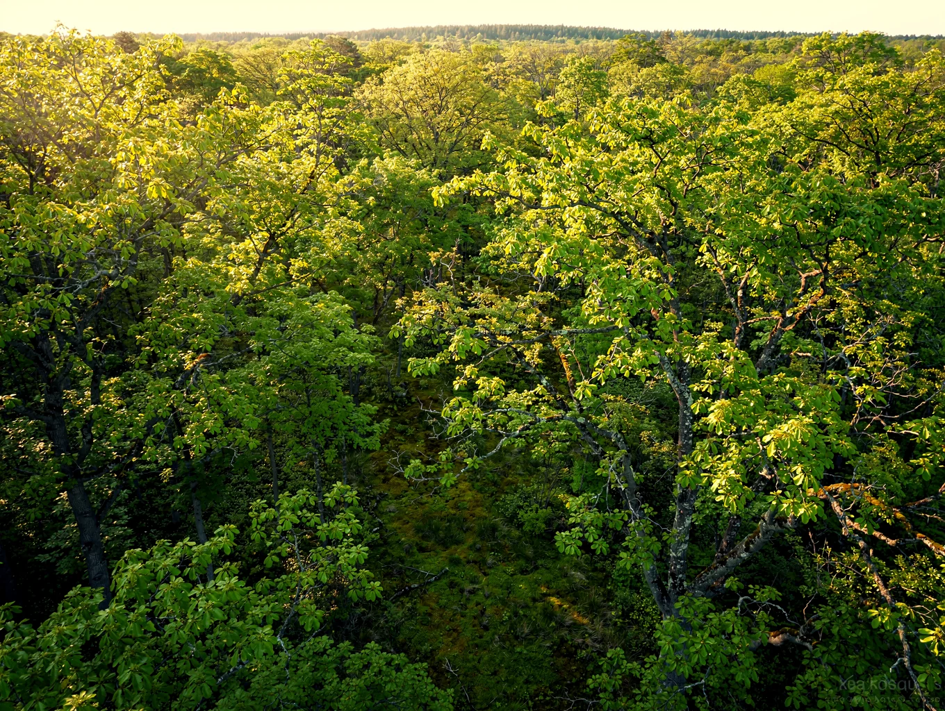 Lush ancient forest canopy showcasing biodiversity and healthy ecosystem